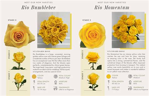 Roses And Their Different Meanings