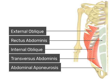 Rectus Abdominis Anatomy And Function GetBodySmart