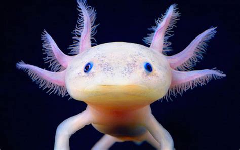 100 Axolotl Wallpapers