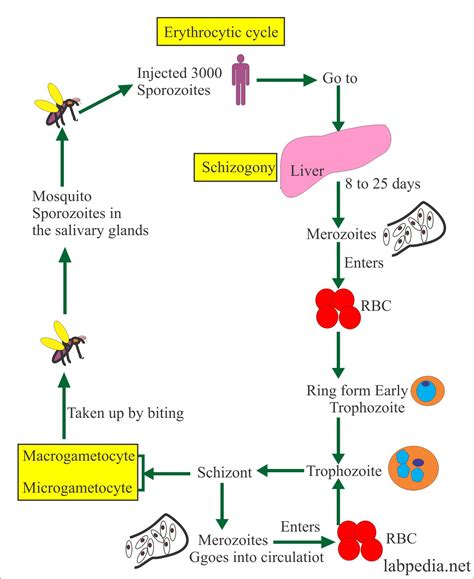 Life Cycle Of Malarial Parasite Ppt