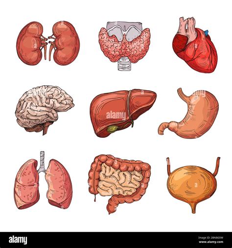 Human Stomach Internal Organ High Resolution Stock Photography And