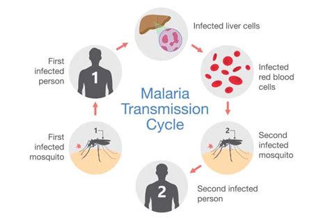 Malaria Symptoms Treatment Prevention Ausmed