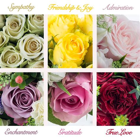 Roses And Their Different Meanings