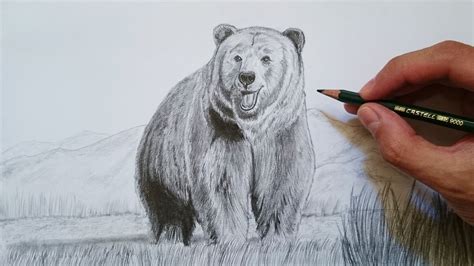 Cómo Dibujar Un Oso Grizzly Realista Paso A Paso FÁcil 🐻 Youtube