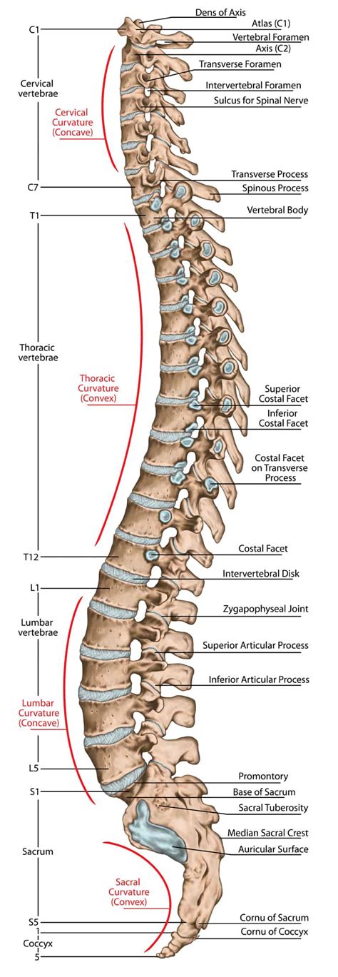 Printable Spine Diagram With Labels