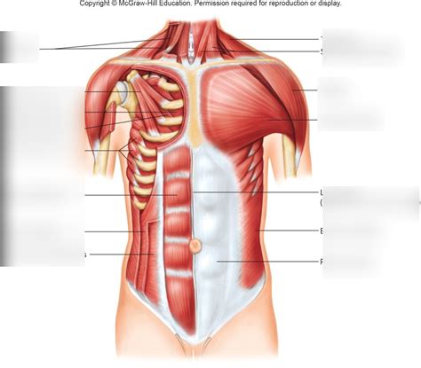 Muscles Of The Abdominal Wall Diagram Diagram Quizlet