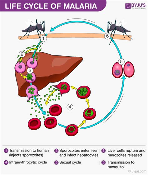 Stages Of Malaria Life Cycle