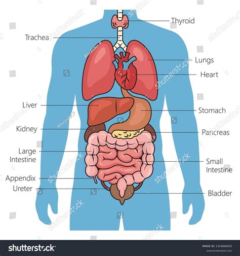 Human Internal Organs Diagram Schematic Vector Royalty Free Stock