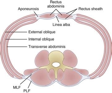 Abdominal Wall Anatomy Cross Section