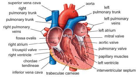 Heart Anatomy Cross Section Labeled Sexiz Pix The Best Porn Website