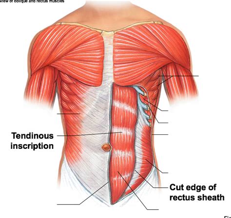 Anterior View Of Oblique And Rectus Muscles Diagram Quizlet