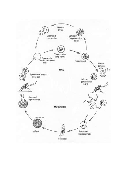 Life Cycle Of Malarial Parasite Ppt