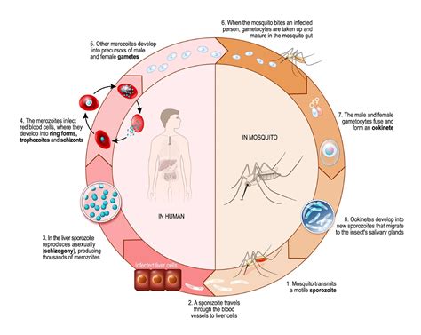 The Malaria Parasite Life Cycle