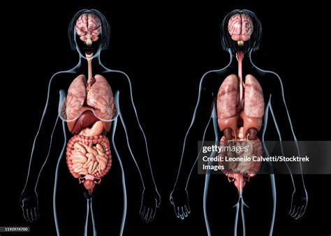 Female Anatomy Of Internal Organs Rear And Front Views On Black