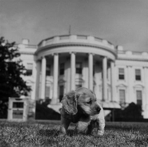 Pomp Circumstance Fur A Quiz On Presidential Pets The New York Times