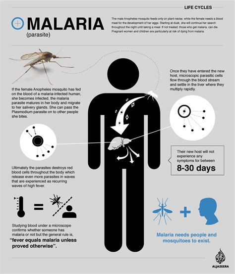 Life Cycle Malaria Asia Al Jazeera