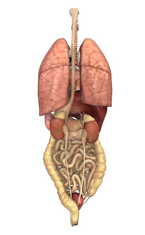 What Organs Are In The Human Back Internal Organs Back View Stock