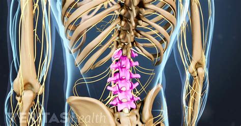 Understanding Lower Back Anatomy