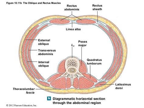 Transverse Abdominis Pearson Education Rectus Muscle Latissimus Dorsi