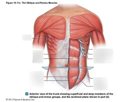 Oblique And Rectus Muscles Diagram Quizlet