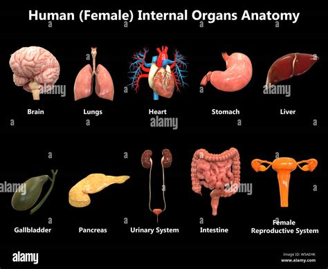 Internal Male Reproductive Organ