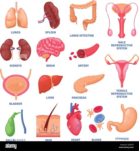 Set Of Human Internal Organs Including Brain Heart Liver Spleen