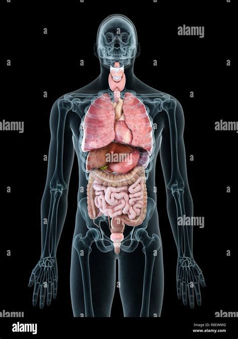 Illustration Of A Mans Internal Organs Stock Photo Alamy