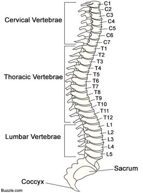 Diagram Of The Spine With Labels