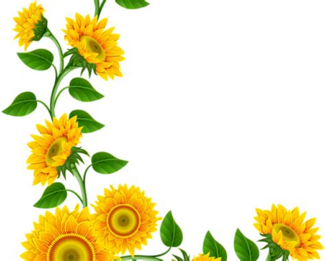 Aesthetic Sunflower Transparent Png Wallpaper New Update