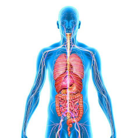 Human Internal Organ Pictures Images And Stock Photos Istock