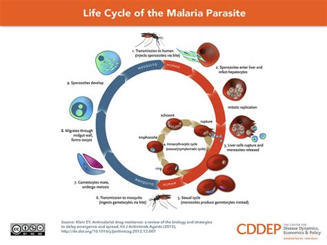 Life Cycle Of Malaria Parasite Ppt