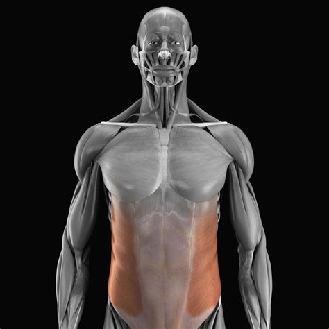 Abdominal Muscles Location And Function