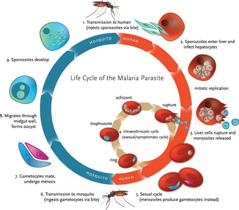 Life Cycle Of Malaria Parasite Diagram