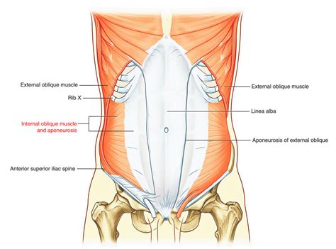 Abdominal Wall Earth S Lab