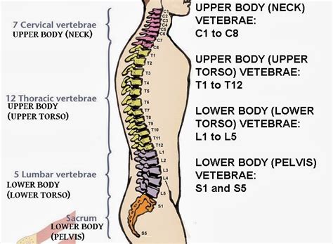 Qp Resource Gamers Health Guide Gamers Lower Back Problems And