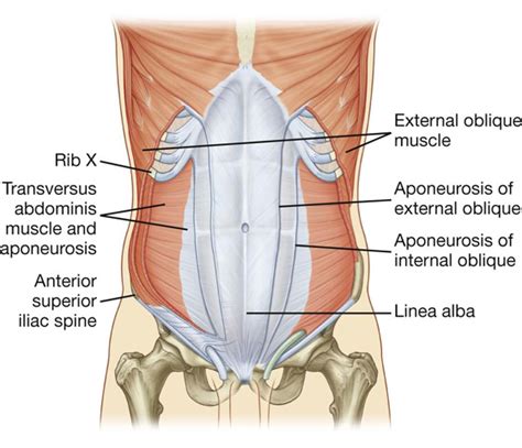 Abdomen Basicmedical Key