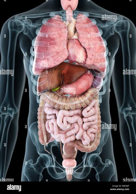 Man Anatomy Internal Organs Hi Res Stock Photography And Images Alamy