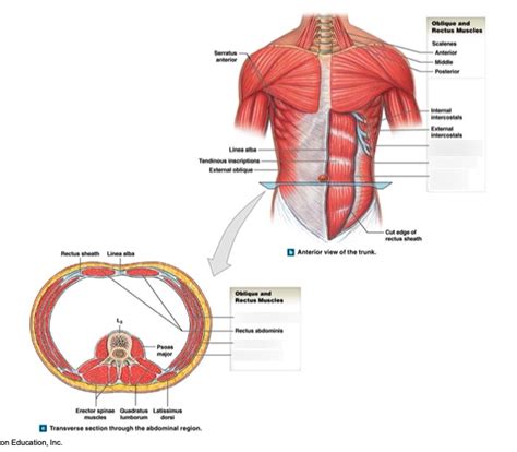 Abdominal Muscles Oblique And Rectus Muscles Diagram Quizlet