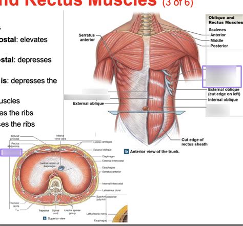 Oblique And Rectus Muscles Thoracic Abdominal Muscles Diagram Quizlet