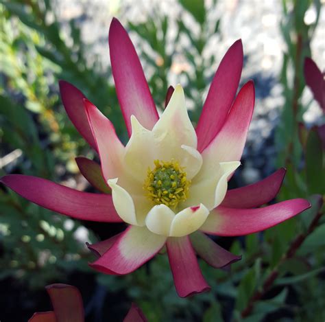 Leucadendron Amy Shop Leucadendron Varieties Proteaflora