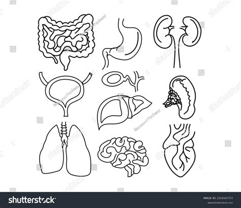 Diagram Showing Internal Organs Human Anatomy Stock Vector Royalty