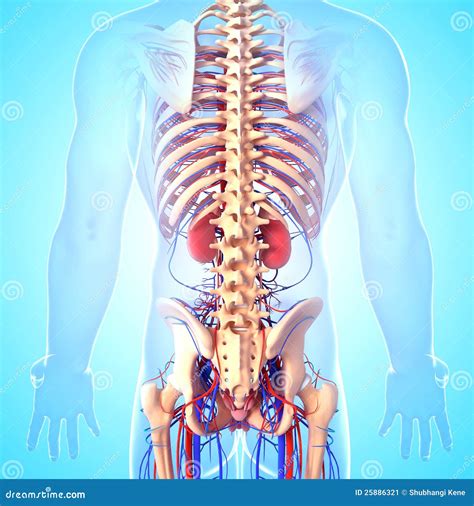 Back Side View Of Male Skeleton With Kidneys Stock Image Image 25886321