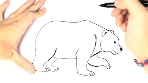 Como Dibujar Un Oso Polar Para Niños Paso A Paso