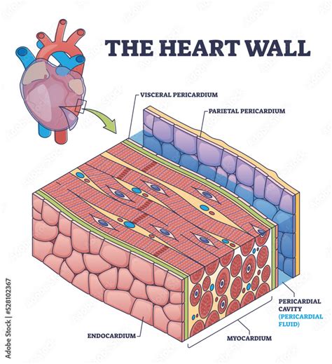 Fototapeta The Heart Wall With Human Organ Medical Membrane Structure