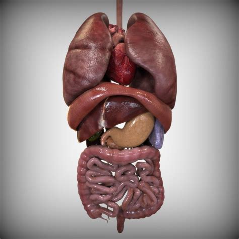 Human Body Internal Organs Diagram Male