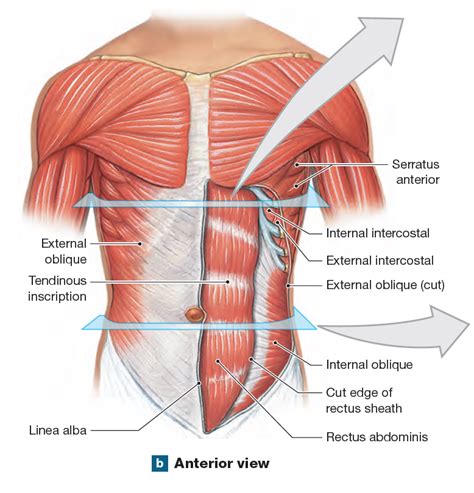 Oblique And Rectus Muscles Human Body Anatomy Human Heart Anatomy