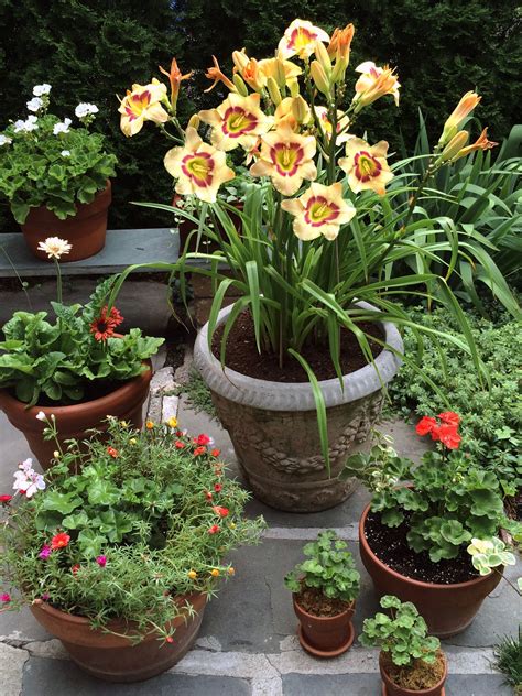 best perennials for pots