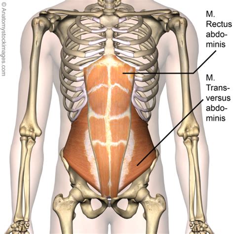 Rectus Abdominis Physiopedia