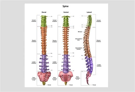 Spine Anatomy Healthy Spine Tips Expert Advice