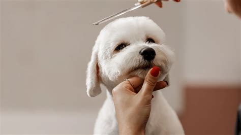 Diy Dog Grooming At Home 8 Essential Steps